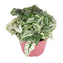 white hypoestes polka dot plant, hypoestes splash white, white splash select polka dot plant, polka dot plant green and white, white splash polka dot plant