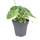 6" pot peperomia 'frost' live houseplant for sale, full plant view in nursery pot showing dense silver-frosted foliage with prominent dark green veins and rippled heart-shaped leaves, compact slow-growing tropical plant native to south america, non-toxic to cats dogs and humans, air-purifying properties make it ideal for home and office environments, an exceptional and enduring gift for any plant lover