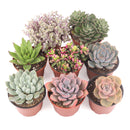 Succulent Plant Gift Ideas For Valentine's Day, Best Valentine Gifts 2024, Unique DIY Valentine's Day Gifts For That Special Someone, Rosette shaped succulent assorted pack, Succulent assorted pack perfect for weddings, Purple and pink succulent pack for wedding plan
