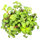 Portulacaria afra 'Medio-picta'