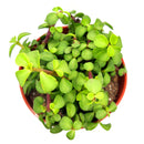 Portulacaria afra 'Medio-picta'