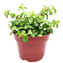 Portulacaria afra 'Medio-picta'
