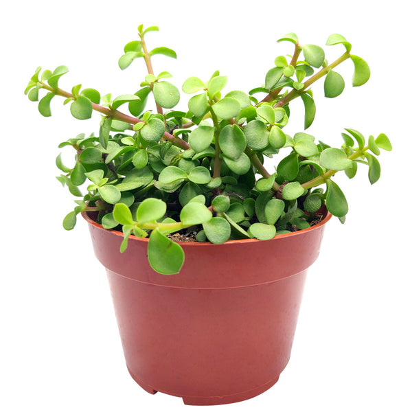 crassula portulacaria afra bicolor mediopicta Portulacaria afra 'Medio picta' - Easy Care Succulent