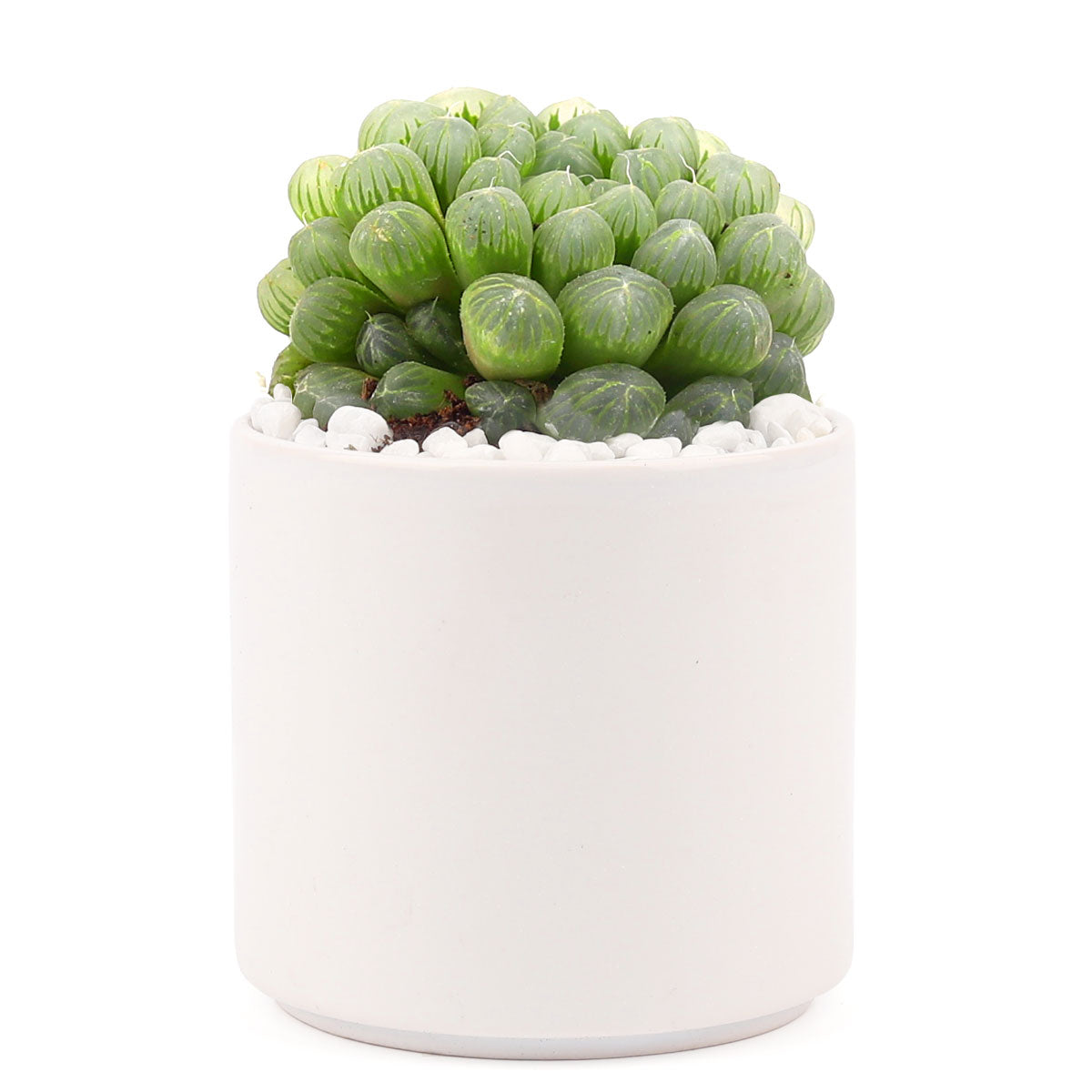 3in White Modern Cylinder Pot