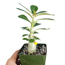 Adenium Obesum Desert Rose, how to grow succulents, succulents garden, cactus, monthly succulents, succulents shop in California, indoor succulents, Rare succulents, Succulents shop near me, Adenium Obesum Desert Rose in California, How to grow Adenium Obesum Desert Rose, rare succulents, rare succulents for sale, unique succulents, buy succulents online, rare succulent, succulent shop, unusual succulents, succulent store, succulents online