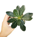 6 inch adenium socotranum desert rose live succulent for sale, large imposing caudex with textured tan bark, dense rosette of dark waxy oval leaves at tips, upright tree-like silhouette, leafless spring bloom display of pink flowers, dramatic floor plant for sun-drenched spaces, exceptional rare collector gift