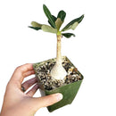 6 inch adenium socotranum desert rose live succulent for sale, large imposing caudex with textured tan bark, dense rosette of dark waxy oval leaves at tips, upright tree-like silhouette, leafless spring bloom display of pink flowers, dramatic floor plant for sun-drenched spaces, exceptional rare collector gift