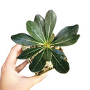 6 inch adenium socotranum desert rose live succulent for sale, large imposing caudex with textured tan bark, dense rosette of dark waxy oval leaves at tips, upright tree-like silhouette, leafless spring bloom display of pink flowers, dramatic floor plant for sun-drenched spaces, exceptional rare collector gift
