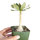 6 inch adenium socotranum desert rose live succulent for sale, large imposing caudex with textured tan bark, dense rosette of dark waxy oval leaves at tips, upright tree-like silhouette, leafless spring bloom display of pink flowers, dramatic floor plant for sun-drenched spaces, exceptional rare collector gift