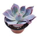 Echeveria Afterglow