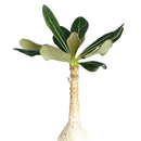 6 inch adenium socotranum desert rose live succulent for sale, large imposing caudex with textured tan bark, dense rosette of dark waxy oval leaves at tips, upright tree-like silhouette, leafless spring bloom display of pink flowers, dramatic floor plant for sun-drenched spaces, exceptional rare collector gift