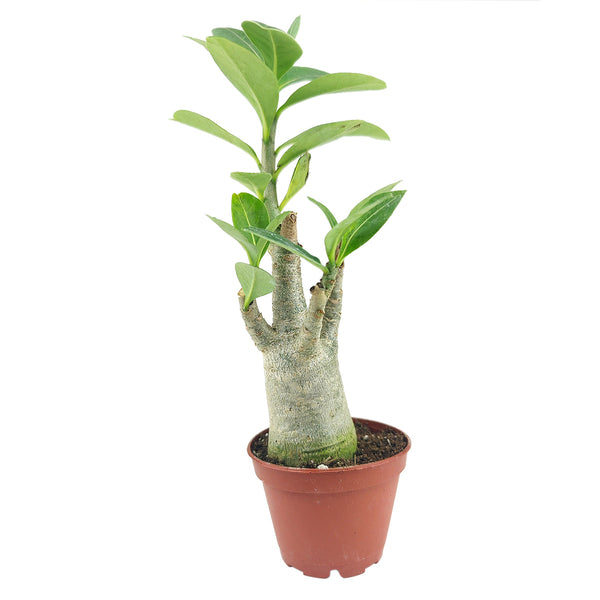 is adenium an indoor plant Succulent Adenium Obesum Desert Rose - Drought Tolerant Indoor Plants