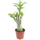 Adenium Obesum Desert Rose, how to grow succulents, succulents garden, cactus, monthly succulents, succulents shop in California, indoor succulents, Rare succulents, Succulents shop near me, Adenium Obesum Desert Rose in California, How to grow Adenium Obesum Desert Rose, rare succulents, rare succulents for sale, unique succulents, buy succulents online, rare succulent, succulent shop, unusual succulents, succulent store, succulents online