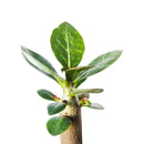 6 inch adenium obesum 'shada' live succulent for sale, smooth grayish bark contrasting with lush green canopy-like foliage, massive squat swollen caudex defining feature, pink flowering desert rose with long bloom period, slow-growing heirloom-quality succulent for decades of enjoyment, stunning floor or shelf display in plastic pot, prized rare collector gift for succulent lovers