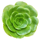 Aeonium undulatum