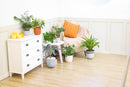 buy peperomia obtusifolia variegata live houseplant 4" pot online, vibrant variegated tropical foliage with glossy rounded leaves in cream and deep green, compact grower pot form, thrives in indirect light with minimal watering, suits a windowsill terrarium or desk arrangement, a charming and pet-safe plant gift for any occasion