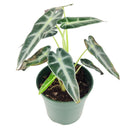 buy alocasia amazonica bambino live plant 4" pot online, petite jewel alocasia with vivid dark green arrow leaves and creamy white venation, purple underside detail, narrow upright grower under 18 inches, high humidity loving tropical aroid, a bold and exotic focal point for any indoor plant collection, the perfect gift for a dedicated plant parent