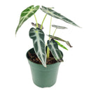 buy alocasia amazonica bambino live plant 4" pot online, petite jewel alocasia with vivid dark green arrow leaves and creamy white venation, purple underside detail, narrow upright grower under 18 inches, high humidity loving tropical aroid, a bold and exotic focal point for any indoor plant collection, the perfect gift for a dedicated plant parent