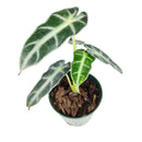 buy alocasia amazonica bambino live plant 4" pot online, petite jewel alocasia with vivid dark green arrow leaves and creamy white venation, purple underside detail, narrow upright grower under 18 inches, high humidity loving tropical aroid, a bold and exotic focal point for any indoor plant collection, the perfect gift for a dedicated plant parent