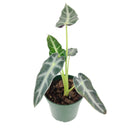 buy alocasia amazonica bambino live plant 4" pot online, petite jewel alocasia with vivid dark green arrow leaves and creamy white venation, purple underside detail, narrow upright grower under 18 inches, high humidity loving tropical aroid, a bold and exotic focal point for any indoor plant collection, the perfect gift for a dedicated plant parent