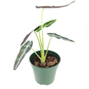 buy alocasia amazonica bambino live plant 4" pot online, petite jewel alocasia with vivid dark green arrow leaves and creamy white venation, purple underside detail, narrow upright grower under 18 inches, high humidity loving tropical aroid, a bold and exotic focal point for any indoor plant collection, the perfect gift for a dedicated plant parent