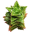 Tiger Tooth Aloe Juvenna - Aloe-mitriformis