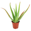 easy to care succulents, buy succulents online, plant shops in ca, indoor plants for sale