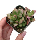 Anacampseros Telephiastrum f. Variegatum