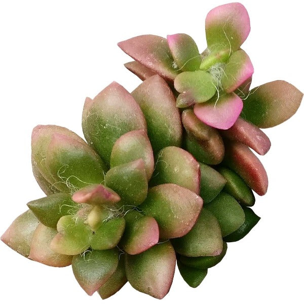 Anacampseros Telephiastrum Succulents | Unique & Colorful