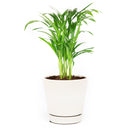 6 inch areca palm live houseplant for sale, soft feathery leaflets with elegant tropical