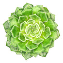 buy echeveria setosa var. ciliata live succulent 4 inch online, furry textured blue-green rosette with subtle red-brown leaf margins and mucronate tips, compact slow-growing succulent in plastic pot, blooms red-tipped yellow flowers in spring, low maintenance and drought tolerant, eye-catching bohemian decor for any room, an unforgettable gift for succulent enthusiasts