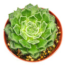 buy echeveria setosa var. ciliata live succulent 4 inch online, furry textured blue-green rosette with subtle red-brown leaf margins and mucronate tips, compact slow-growing succulent in plastic pot, blooms red-tipped yellow flowers in spring, low maintenance and drought tolerant, eye-catching bohemian decor for any room, an unforgettable gift for succulent enthusiasts