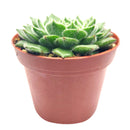 buy echeveria setosa var. ciliata live succulent 4 inch online, furry textured blue-green rosette with subtle red-brown leaf margins and mucronate tips, compact slow-growing succulent in plastic pot, blooms red-tipped yellow flowers in spring, low maintenance and drought tolerant, eye-catching bohemian decor for any room, an unforgettable gift for succulent enthusiasts
