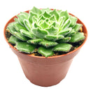 buy echeveria setosa var. ciliata live succulent 4 inch online, furry textured blue-green rosette with subtle red-brown leaf margins and mucronate tips, compact slow-growing succulent in plastic pot, blooms red-tipped yellow flowers in spring, low maintenance and drought tolerant, eye-catching bohemian decor for any room, an unforgettable gift for succulent enthusiasts