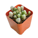 Baby Toes - Fenestraria rhopalophylla