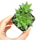 Haworthia marumiana var. Batesiana Succulent