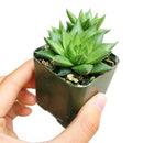 Haworthia marumiana var. Batesiana Succulent