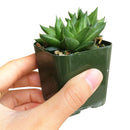 Haworthia marumiana var. Batesiana Succulent