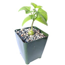 4 inch gerrardanthus macrorhizus bigfoot succulent live succulent for sale, slow-growing architectural caudiciform vine, shiny ivy-shaped foliage with prominent veining, pumpkin-like succulent caudex in plastic pot, partial sun to shade adaptable, eye-catching floor or table display plant for modern interiors, ideal rare collector plant gift for any occasion