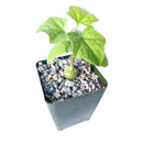 4 inch gerrardanthus macrorhizus bigfoot succulent live succulent for sale, slow-growing architectural caudiciform vine, shiny ivy-shaped foliage with prominent veining, pumpkin-like succulent caudex in plastic pot, partial sun to shade adaptable, eye-catching floor or table display plant for modern interiors, ideal rare collector plant gift for any occasion