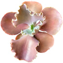 Echeveria The Rose