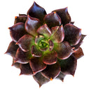 Echeveria Black Prince