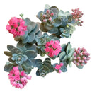 Buy an 8-pack of 4" live plants online. Choose eight plants of your choice to create a lush and diverse collection in 4" pots. Perfect for filling larger spaces, decorating your home or office, and growing your plant collection.
