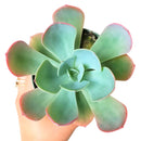 buy echeveria 'blue sky' live succulent 4 inch online, striking blue-green rosette with thick farina-coated fleshy leaves, pale aqua to gray-blue coloration with warm rosy pink margins, grows wide and flat with elegant symmetrical form, drought tolerant and beginner-friendly for easy indoor care, a sophisticated botanical accent for contemporary home or office decor, an unforgettable and thoughtful plant gift for any celebration