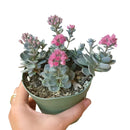 Buy an 8-pack of 4" live plants online. Choose eight plants of your choice to create a lush and diverse collection in 4" pots. Perfect for filling larger spaces, decorating your home or office, and growing your plant collection.