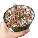 Buy an 8-pack of 4" live plants online. Choose eight plants of your choice to create a lush and diverse collection in 4" pots. Perfect for filling larger spaces, decorating your home or office, and growing your plant collection.