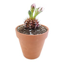 Buy an 8-pack of 4" live plants online. Choose eight plants of your choice to create a lush and diverse collection in 4" pots. Perfect for filling larger spaces, decorating your home or office, and growing your plant collection.