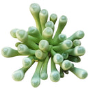 Baby Toes - Fenestraria rhopalophylla