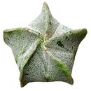 buy Bishop's Cap Cactus Astrophytum Myriostigma live air plant 2 inch online, diminutive speckled cactus with emerging star-shaped silhouette and fine white dotted surface treatment, naturally slow-growing form maintains compact size ideal for shelves and tables, thrives under direct sunlight or adapts to indoor low-light filtered conditions, blooming requires protecting from air conditioning drafts and maintaining temperature swings, versatile small-space plant display option, wonderful exclusive gift for