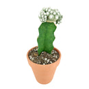 6 inch blossfeldia cactus live cactus for sale, dense cluster of button-shaped dusty green bodies in plastic pot, smooth spineless surface typical of blossfeldia cactus, produces delicate white to pinkish flowers in late spring, slow-growing drought tolerant nature suits low-maintenance lifestyles, striking minimalist statement piece for collectors and plant gift ideas